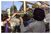 Arche Noah101.jpg